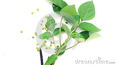 Vigna radiata moong beans mudga monggo plant Stock Photo